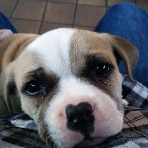 Meet your Posher, Brady